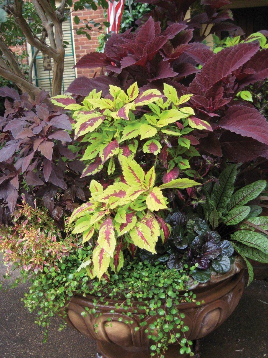 Ideas para tus macetas | Plantas