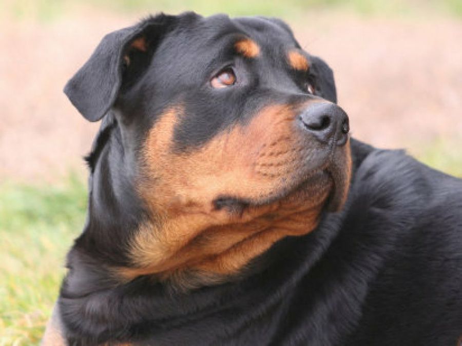 Rottweiler
