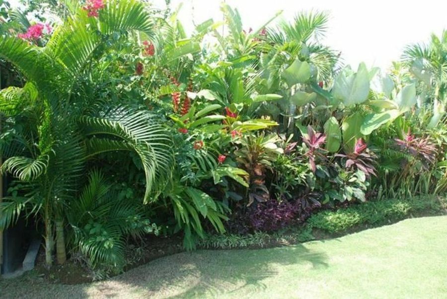 Jardines Tropicales Plantas 5487