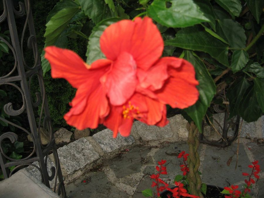 Imagen 4