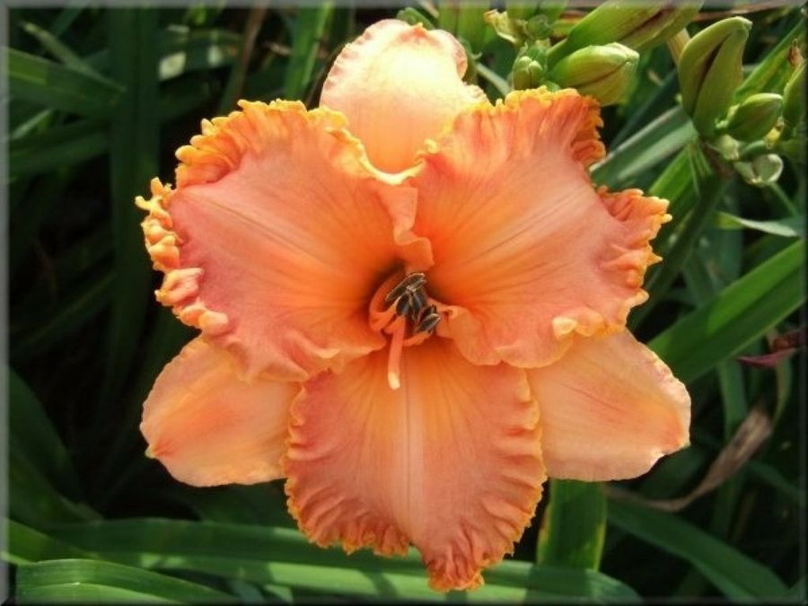 Las bellas Hemerocallis o Lirio de día Plantas Las bellas Hemerocallis o Lirio de día Plantas