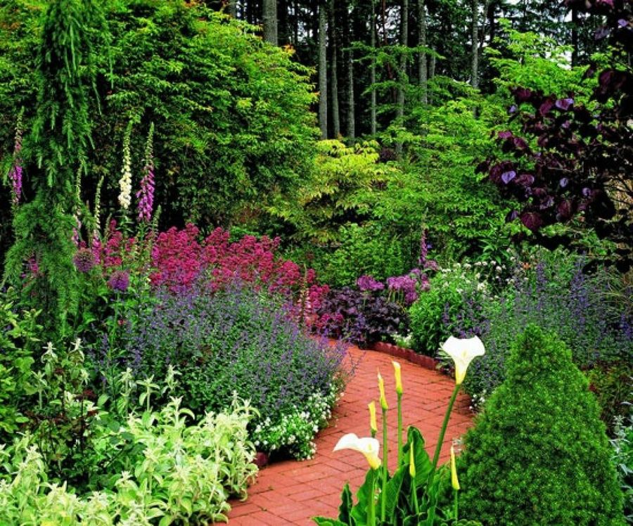 Caminos del jardín | Plantas
