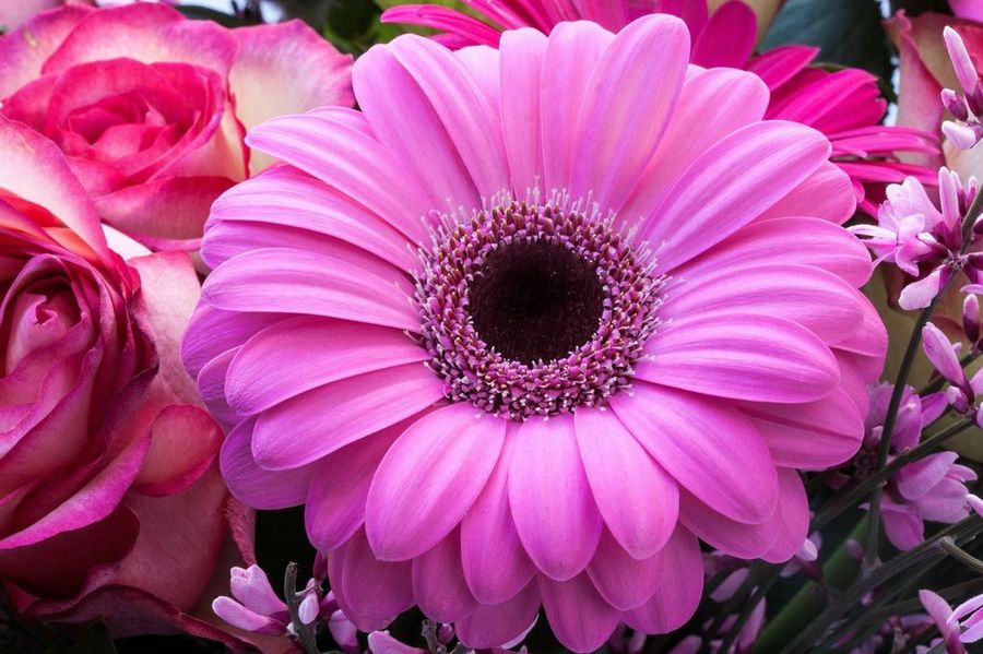 Gerbera