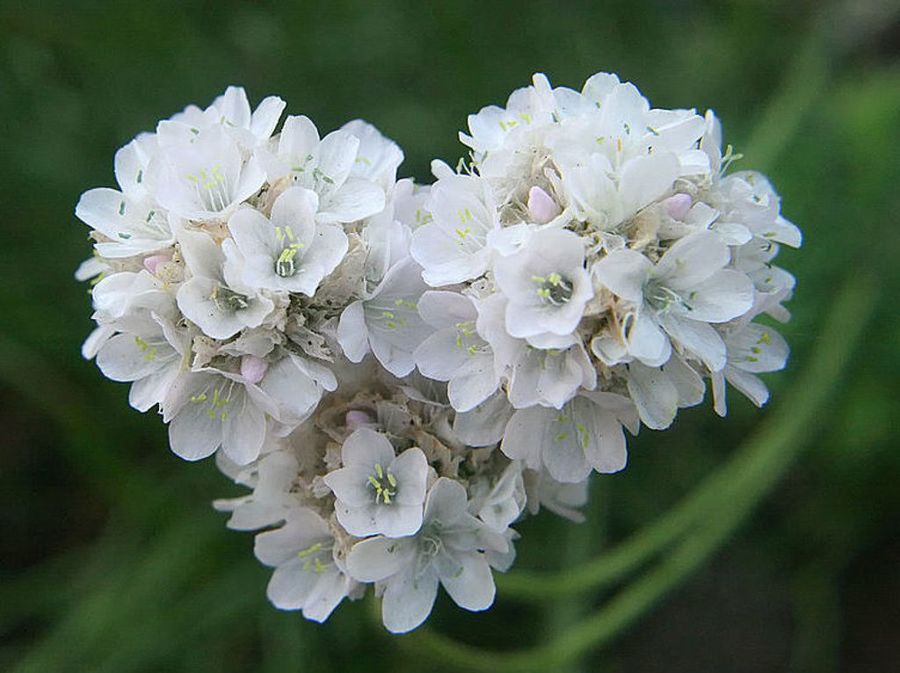 armeria