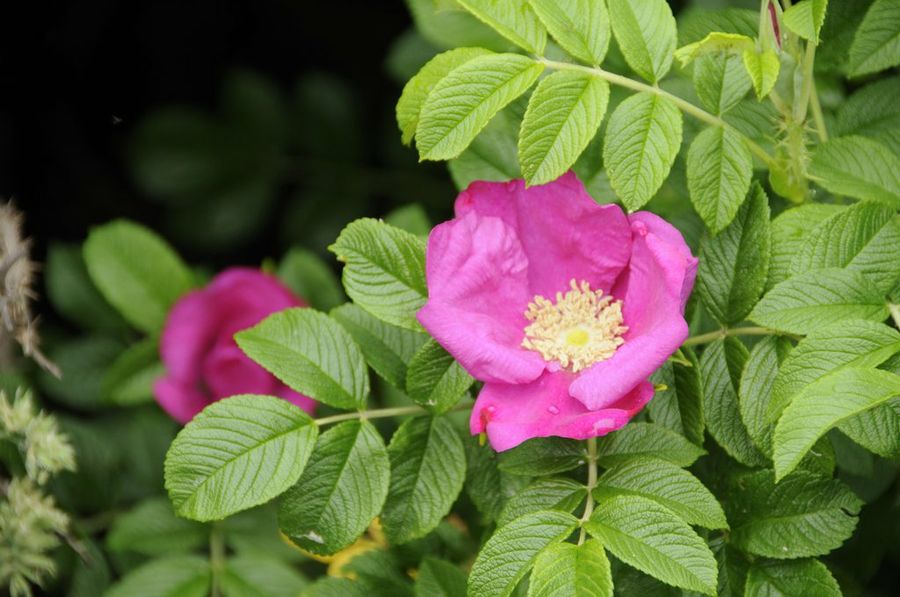 Rosa rugosa
