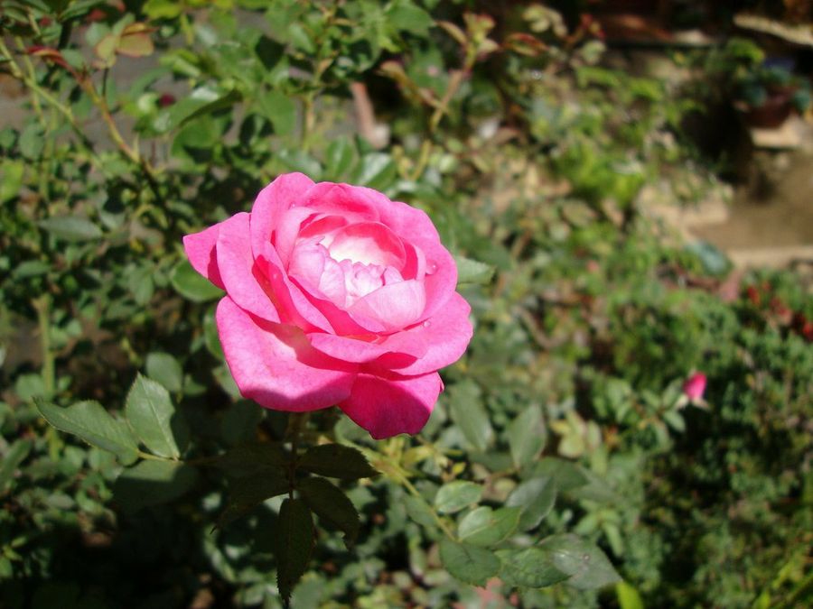 Rosa chinensis