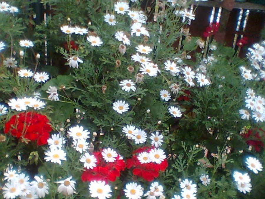 Imagen 1