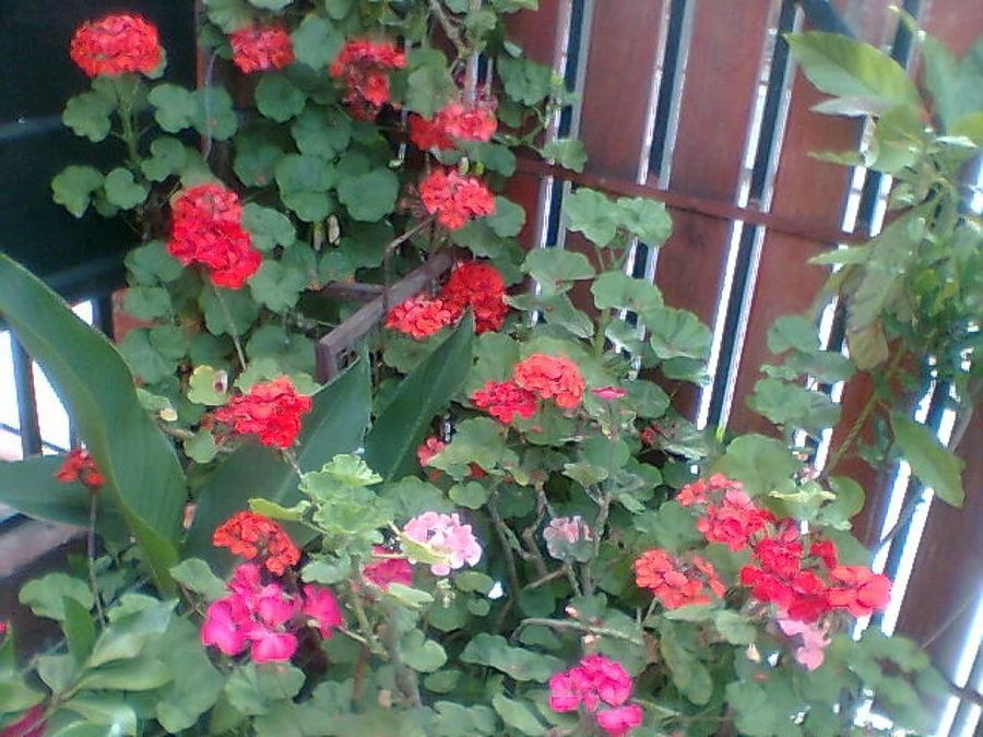 Imagen 5