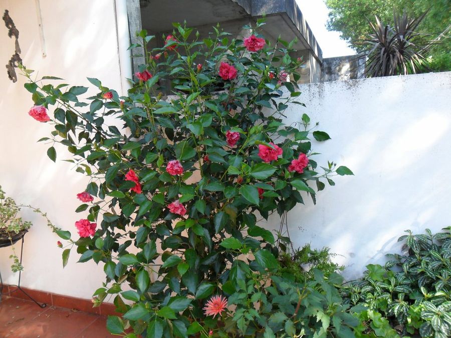 Imagen 2