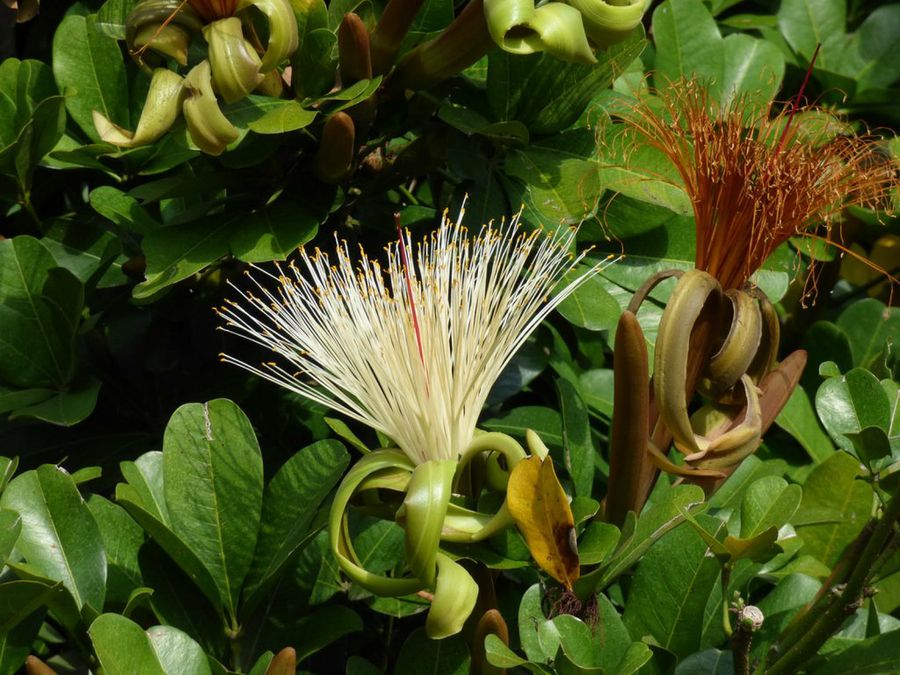 Pachira glabra