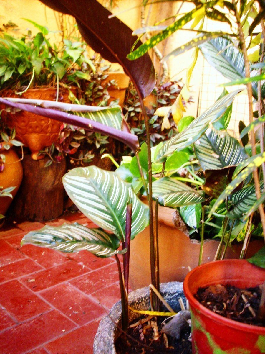 Imagen 1