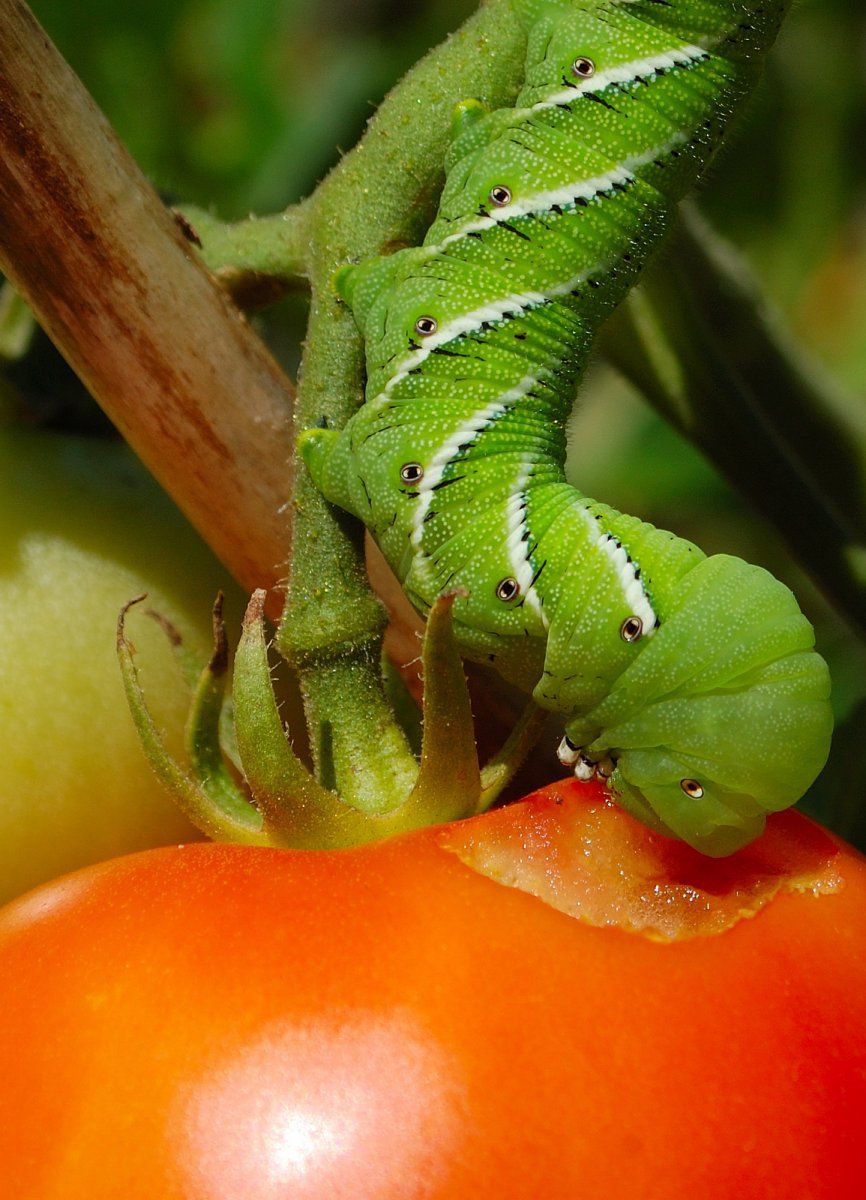 Tomate