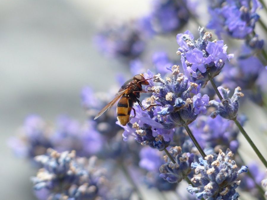 Lavanda