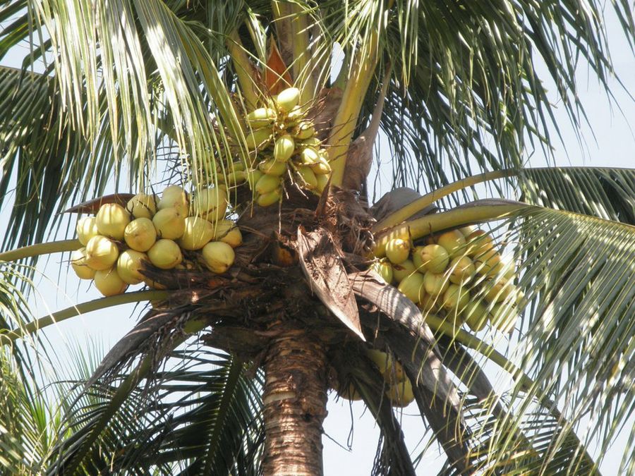 cocos nucifera
