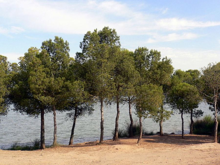Pinos en el pantano