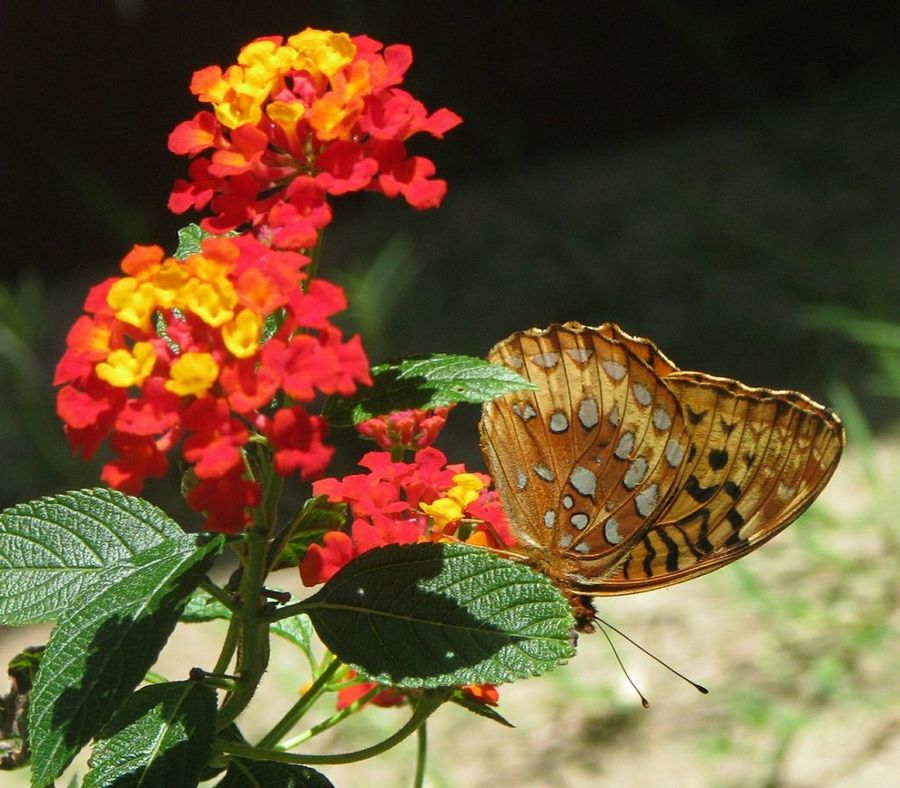 Lantana camara