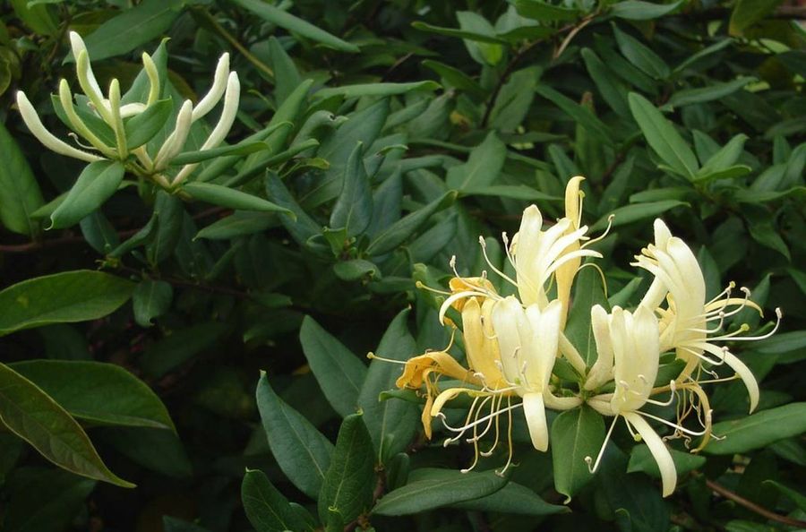 Lonicera japonica