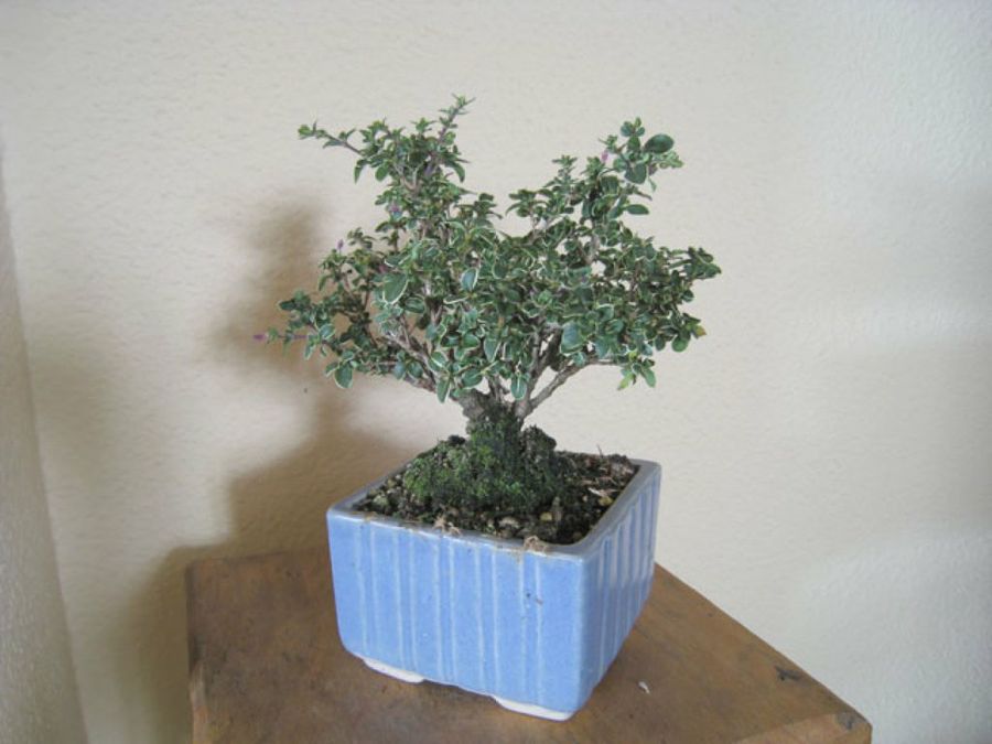bonsai
