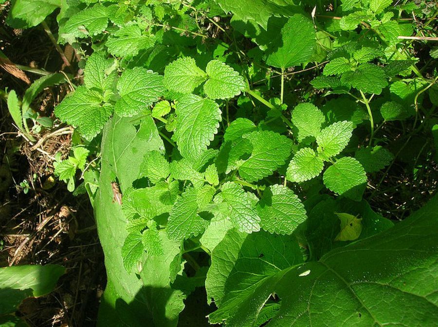 Fotos de la Melissa Officiale