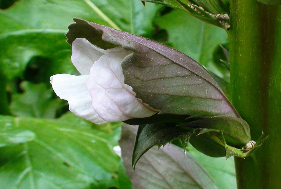 Acanthus