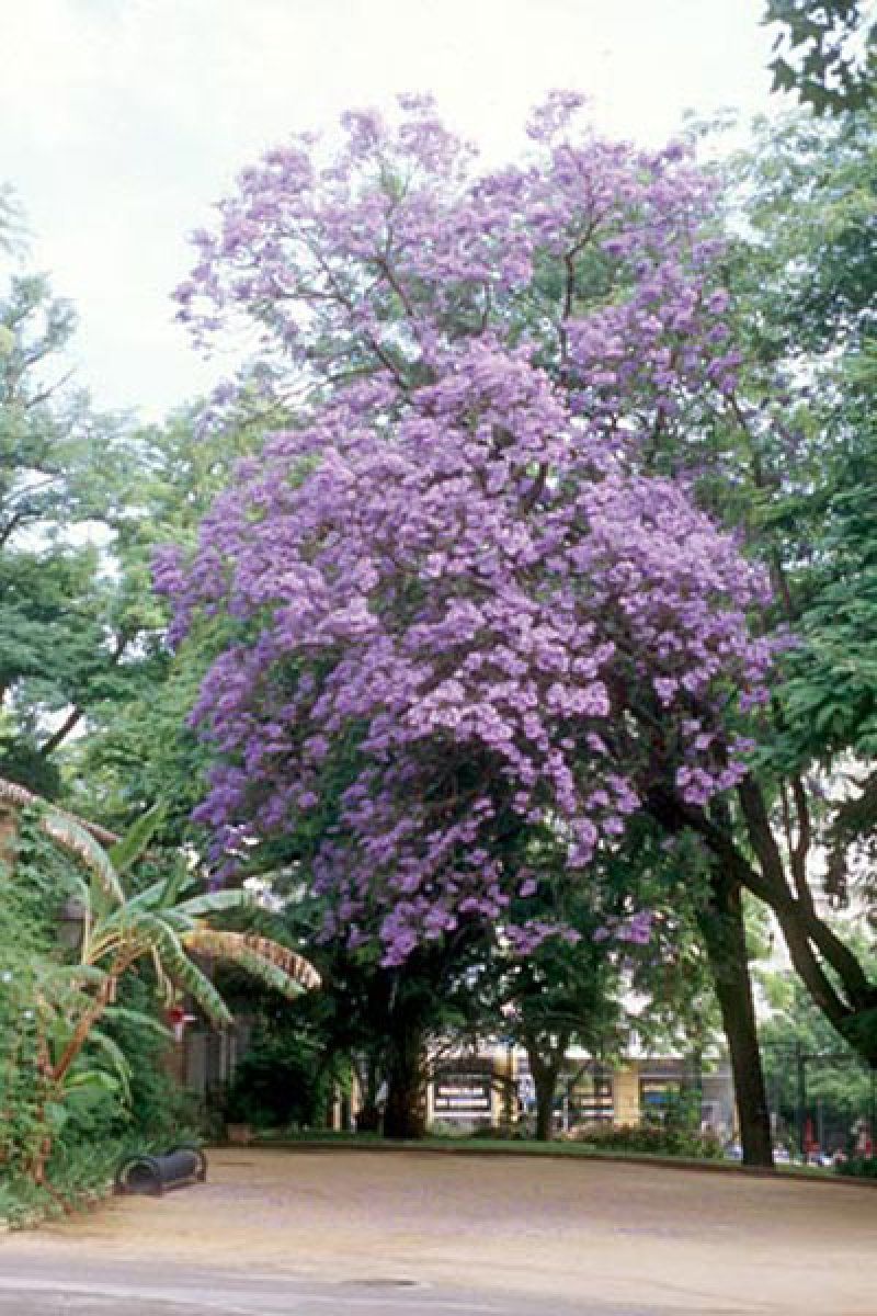 árbol