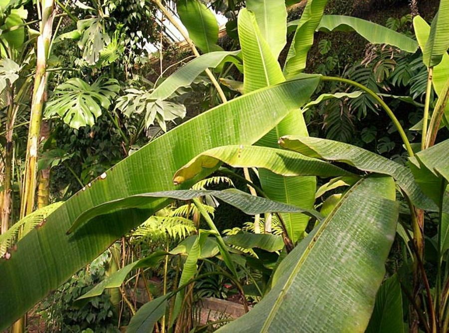 jardín botánico