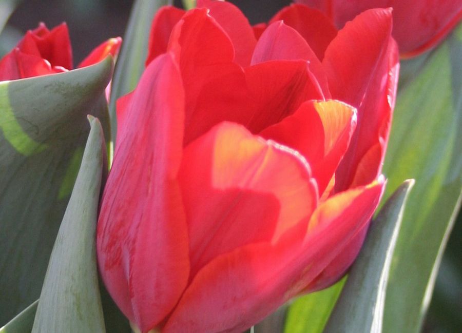 tulipan