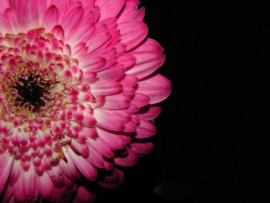 Flor cortada