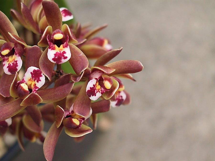 Cymbidium