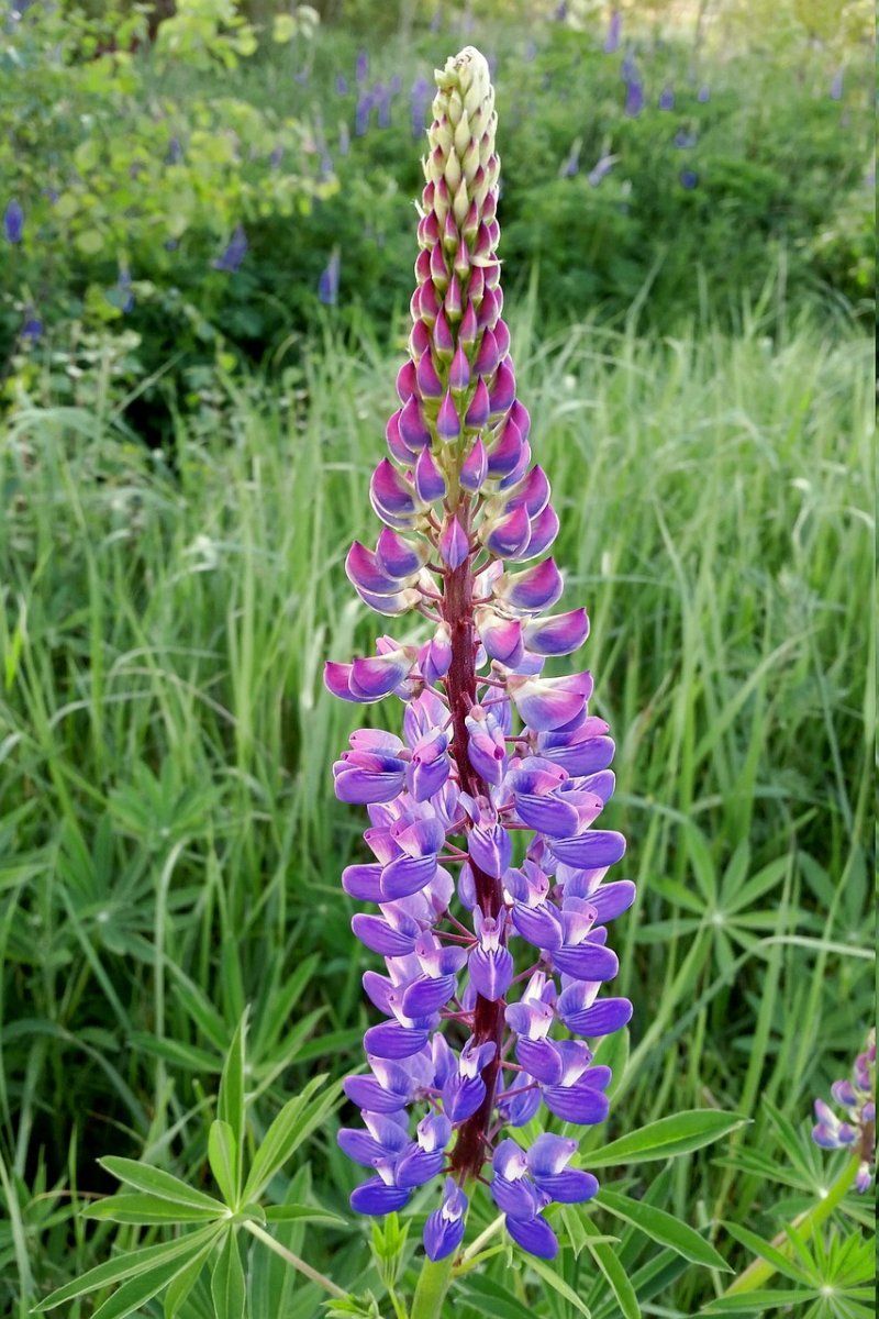 Lupinus
