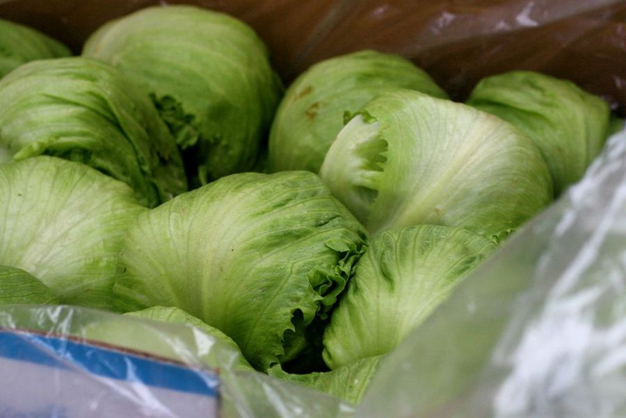 Lechuga iceberg