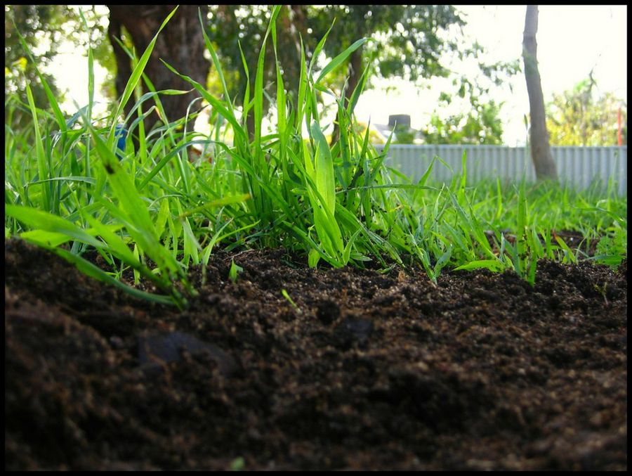 Abono natural