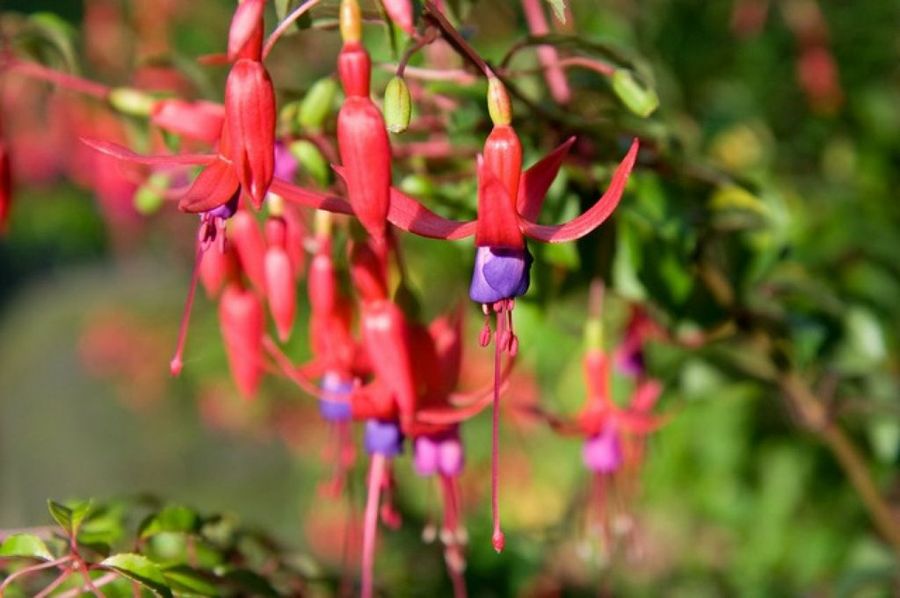 Fucsias