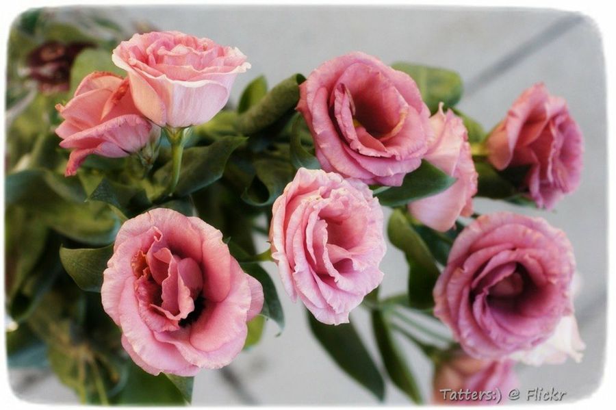 lisianthus