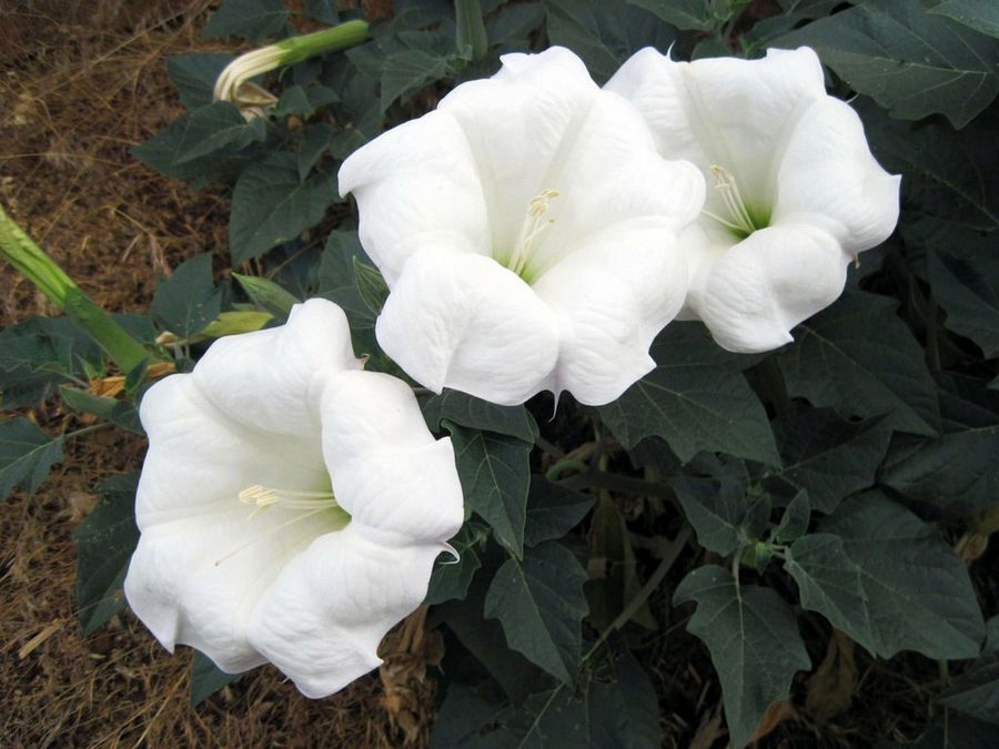 Daturas
