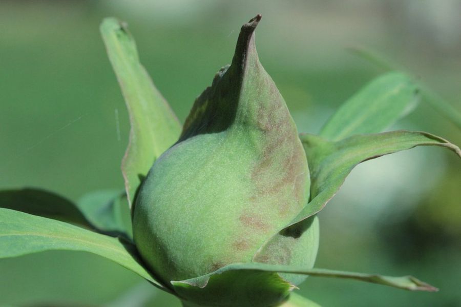 Peonia
