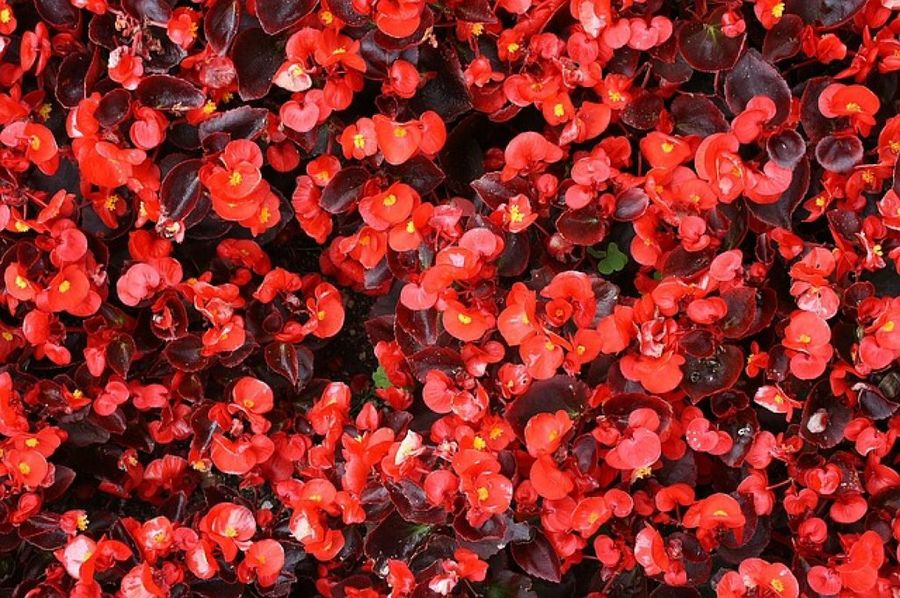 Begonias