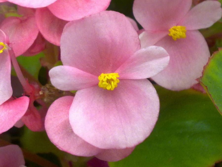 begonias semperflorens