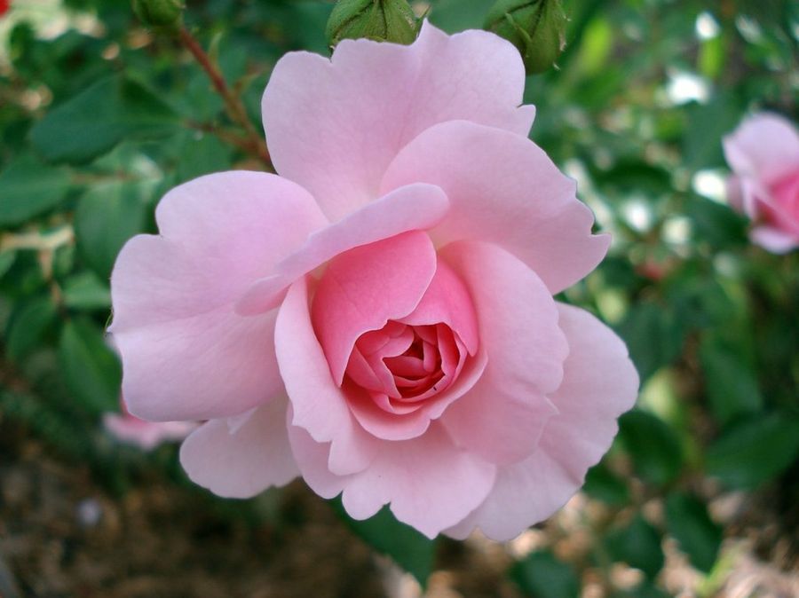 Rosas