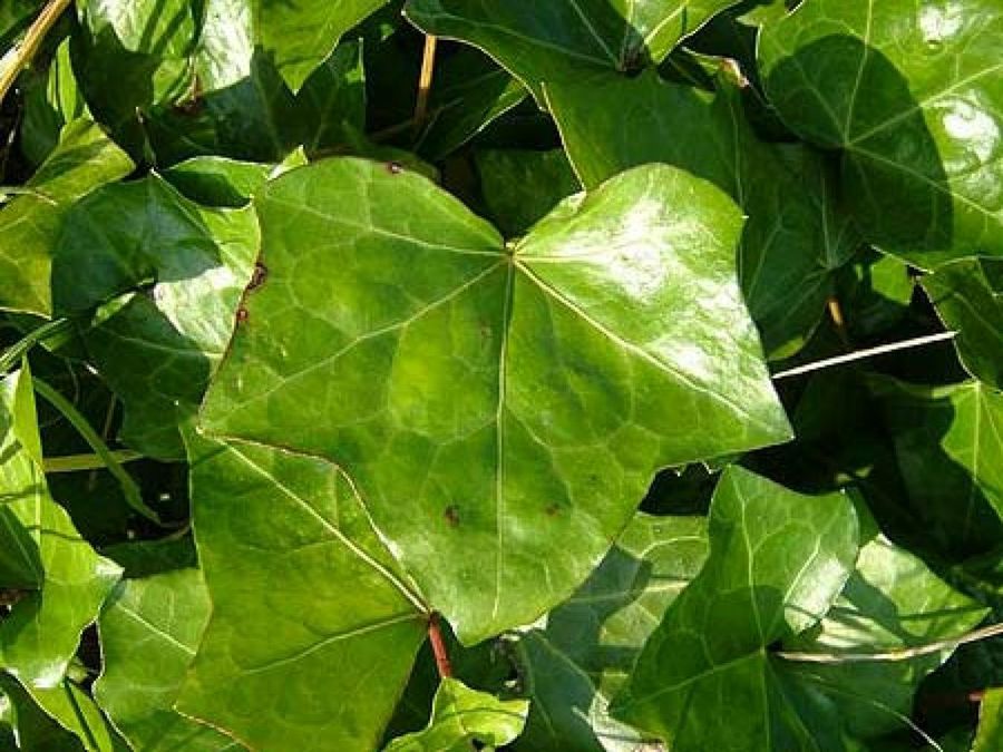 hedera