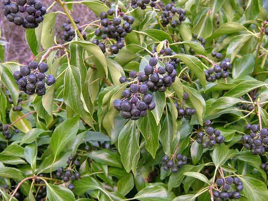 hedera