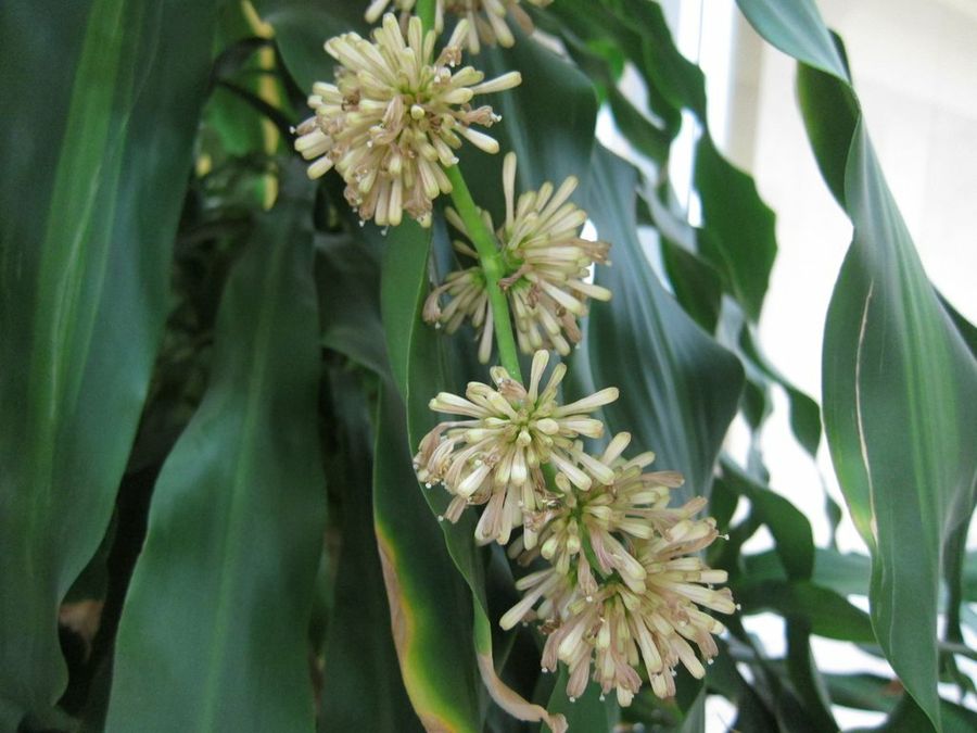 Dracaena fragrans