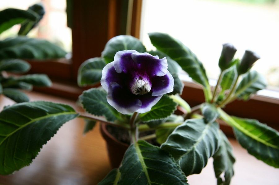 gloxinia