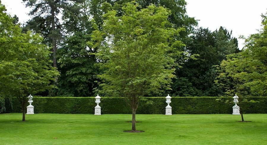 Árbol en césped