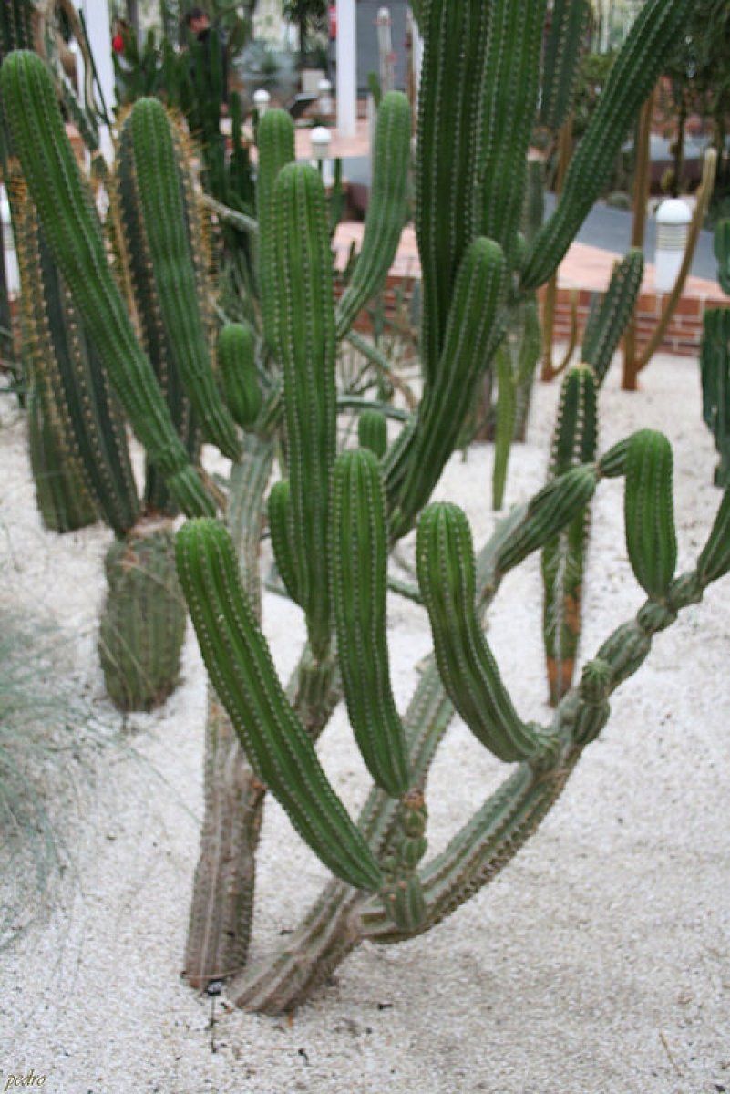Polaskia chichipe