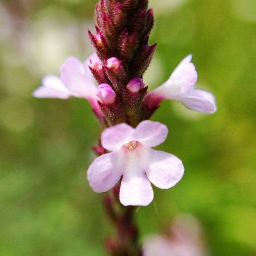 Verbena
