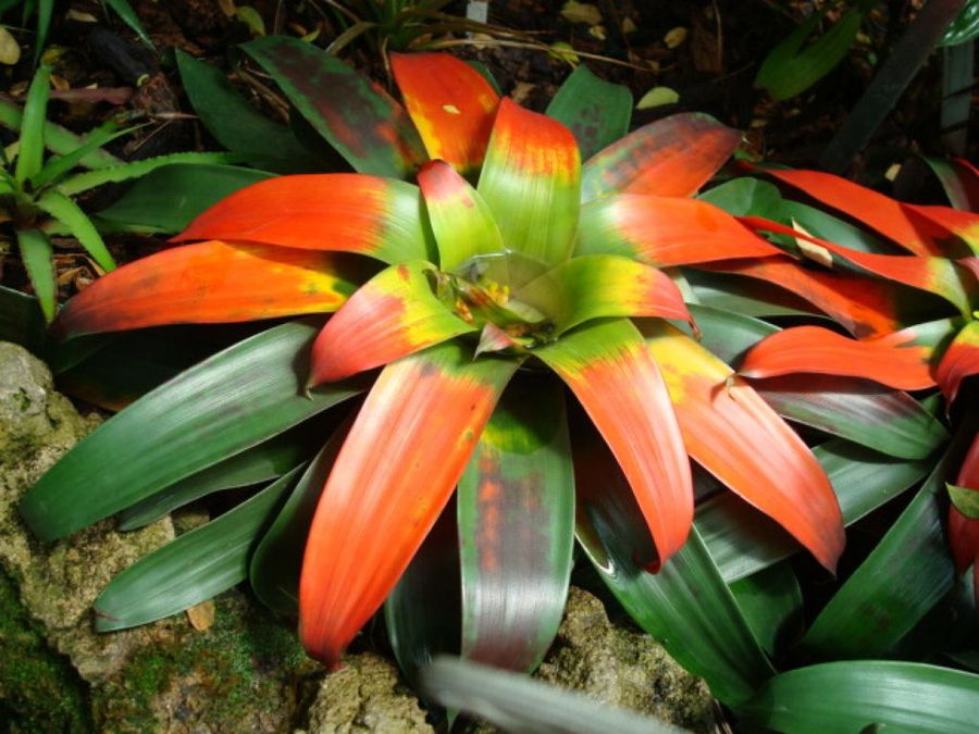 Guzmania