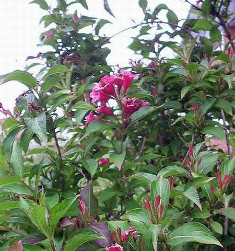 weigela