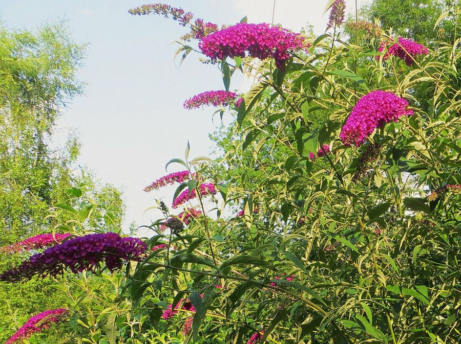 buddleia de David