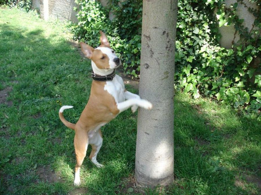 perro